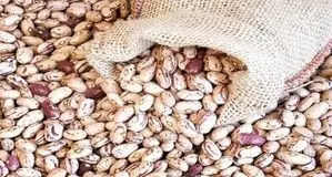 نوسان قیمت لوبیا چیتی؛ شکاف ۲۰۰ هزار تومانی در بازار و فروشگاه‌ها