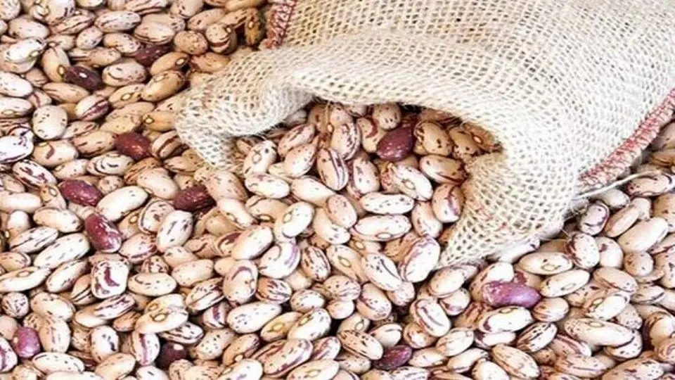 نوسان قیمت لوبیا چیتی؛ شکاف ۲۰۰ هزار تومانی در بازار و فروشگاهها