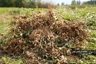 برداشت بادام زمینی از مزارع آستانه اشرفیه