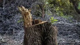 پشت‌پرده ماجرای جنجالی حمله به نیروهای منابع طبیعی و قطع درختان در مازندران 