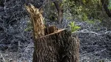 پشت‌پرده ماجرای جنجالی حمله به نیروهای منابع طبیعی و قطع درختان در مازندران 
