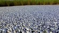 ماجرای مرگ دسته‌جمعی ماهی‌ها در دز چیست؟