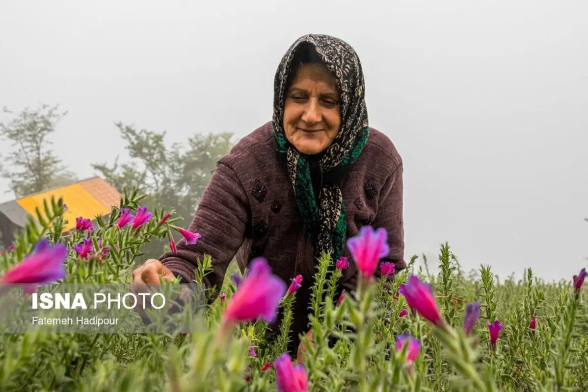 برداشت گل‌گاوزبان در روستای آغوزبن کندسر