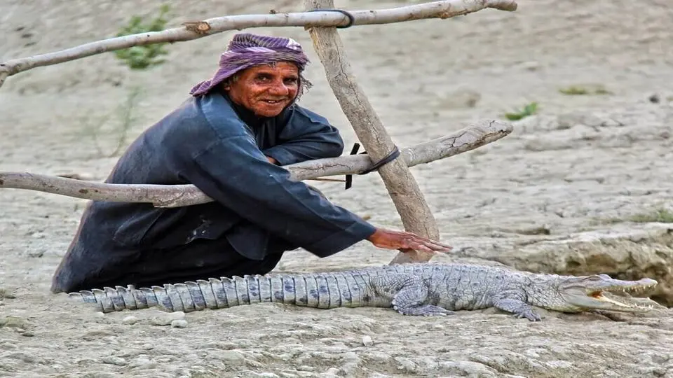 خطر تماس با گاندوها در فصل خشکسالی و زادآوری