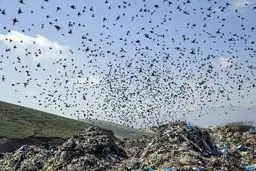 بررسی معضلات مجتمع پردازش و بازیافت زباله آرادکوه

