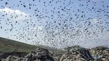 بررسی معضلات مجتمع پردازش و بازیافت زباله آرادکوه


