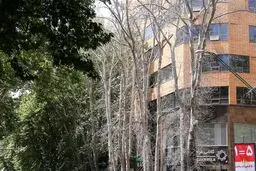 جریمه خشک کردن درختان ولیعصر پرداخت نشده است