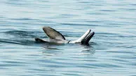 دلفین‌های گوژپشت؛ زیبارویان مهجور خلیج فارس