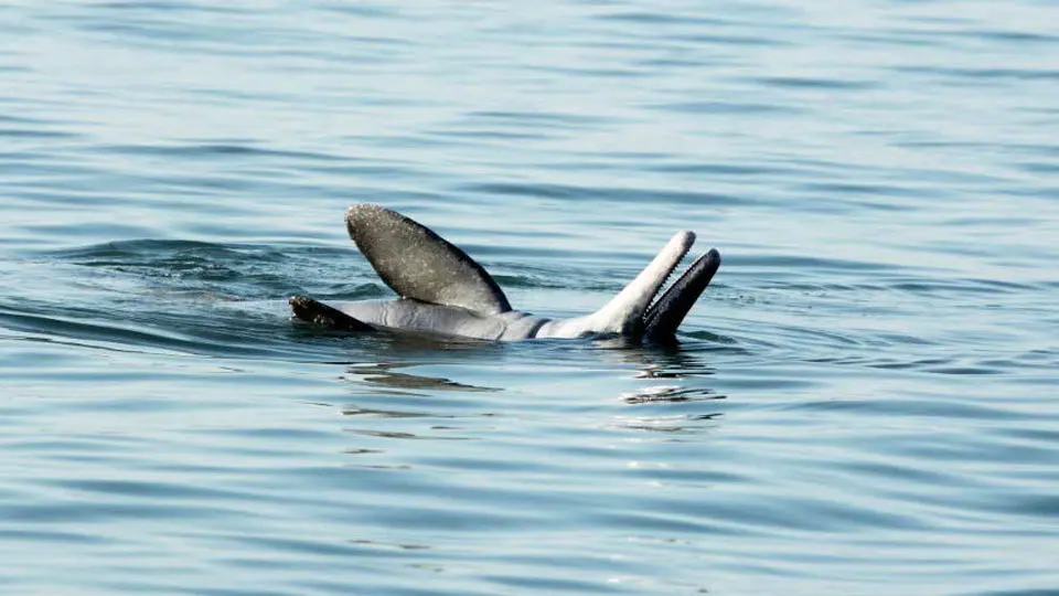 دلفین‌های گوژپشت؛ زیبارویان مهجور خلیج فارس