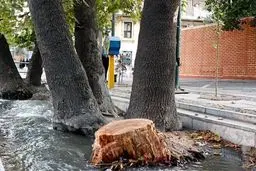 اخطار کمیسیون سلامت محیط زیست به شهرداری در مورد قطع درختان ولیعصر 
