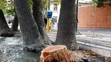 اخطار کمیسیون سلامت محیط زیست به شهرداری در مورد قطع درختان ولیعصر 