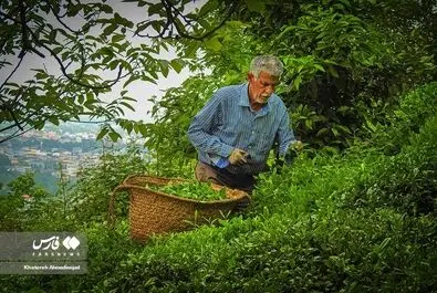 برداشت برگ سبز چای از باغات گیلان