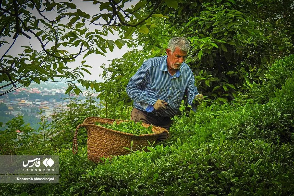 صادرات الشای الإیرانیة تصل إلى 12 ألف طن سنویا