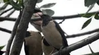 هزاران بال‌سار صورتی به اردبیل مهاجرت کردند
