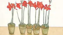 پروانه

