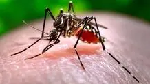 آخرین وضعیت بیماری تب دنگی در کشور/ شناسایی ۸۵۰ مبتلا