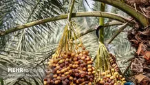 تصاویر زیبا از برداشت خرما در حمیدیه