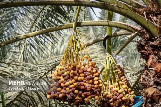 تصاویر زیبا از برداشت خرما در حمیدیه