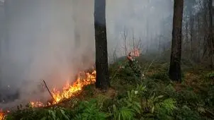  اولین عملیات اطفای هوایی ایلوشین بر فراز جنگل‌های الیت + ویدئو