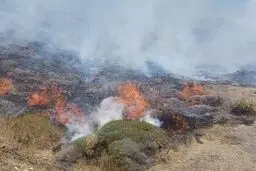 عامل آتش‌سوزی تالاب انزلی دستگیر شد