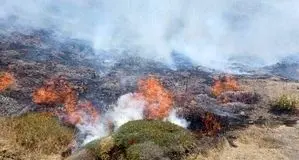 عامل آتش‌سوزی تالاب انزلی دستگیر شد