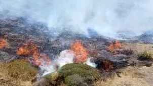 موج آتش‌سوزی‌ جنگل‌های هیرکانی عادی نیست/ احتمال شروع آتش‌سوزی با ریزپرنده