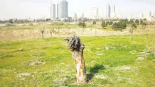 برج‌ها قاتل باغ منحصر‌به‌فرد خاورمیانه