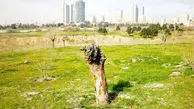 برج‌ها قاتل باغ منحصر‌به‌فرد خاورمیانه