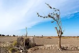 عدم همکاری افغانستان در احیای تالاب هامون زمینه‌ساز وقوع فاجعه انسانی در منطقه 