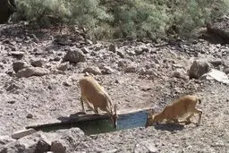 آبشخورها توسط محیط بانان ضدعفونی شد