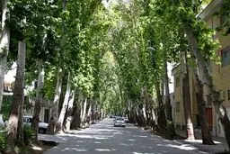 ‌لیست درختان ارزشمند پایتخت
