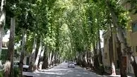 ‌لیست درختان ارزشمند پایتخت
