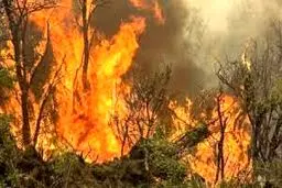 ‌بی‌تفاوتی صداوسیما به آتش‌سوزی در جنگل‌های الیت