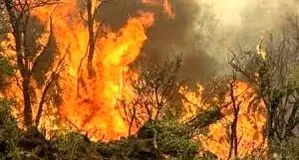 ‌بی‌تفاوتی صداوسیما به آتش‌سوزی در جنگل‌های الیت