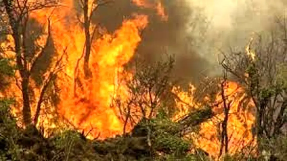 ‌بی‌تفاوتی صداوسیما به آتش‌سوزی در جنگل‌های الیت