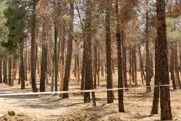 علت خشکیدگی و قطع هزاران اصله درخت در پارک چیتگر چیست؟