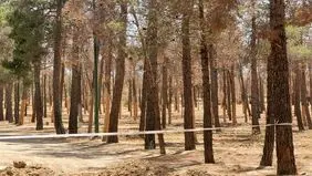 علت خشکیدگی و قطع هزاران اصله درخت در پارک چیتگر چیست؟