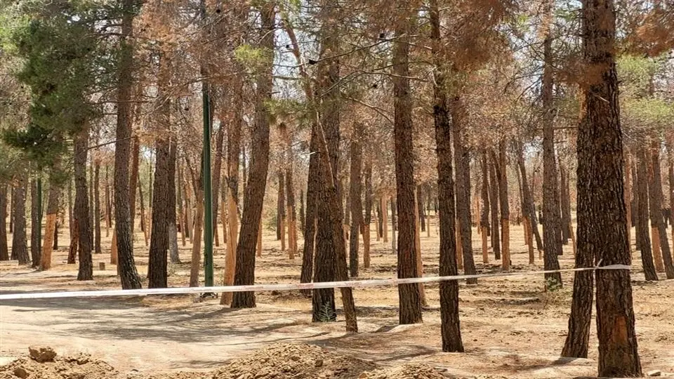 علت خشکیدگی و قطع هزاران اصله درخت در پارک چیتگر چیست؟