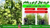 خرید نهال با سود دهی بالا