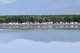 ورود بیش از ۷۰ قطعه فلامینگو مهاجر به تالاب بین المللی زریوار مریوان
