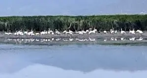 ورود بیش از ۷۰ قطعه فلامینگو مهاجر به تالاب بین المللی زریوار مریوان
