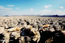 دیپلماسی «یکشنبه‌»‌ها
