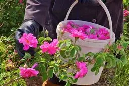 درخواست ثبت جهانی گل محمدی در یونسکو به نام ایران

