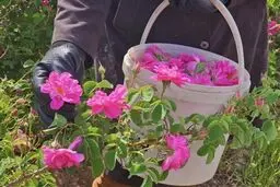 درخواست ثبت جهانی گل محمدی در یونسکو به نام ایران

