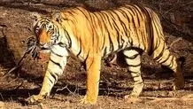فیلم دیده نشده از آخرین ماده ببر باشکوه مازندران/ ویدئو

