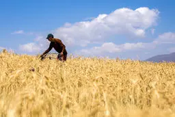 قیمت تضمینی گندم اعلام شد