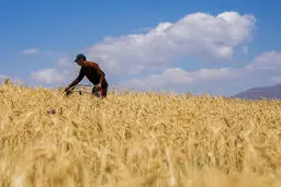 قیمت تضمینی گندم اعلام شد