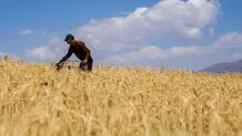 قیمت تضمینی گندم اعلام شد