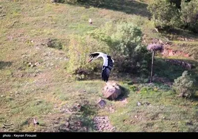 همزیستی لک‌لک‌ها و انسان در روستای دره‌تفی - کردستان