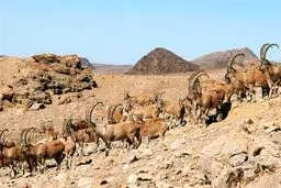 افزایش ۲۱درصدی جمعیت قوچ و میش در قرق‌های اختصاصی

